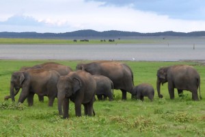 カウドゥラ国立公園でのサファリ