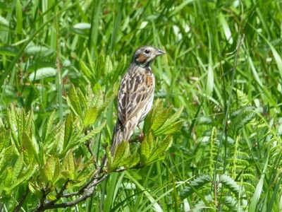 この鳥は？