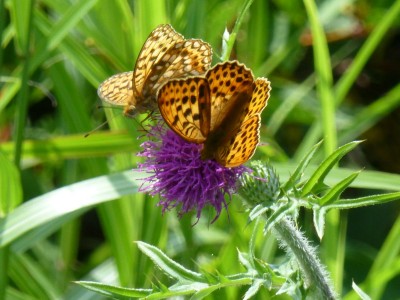 アザミの蜜をすうヒョウモンチョウ