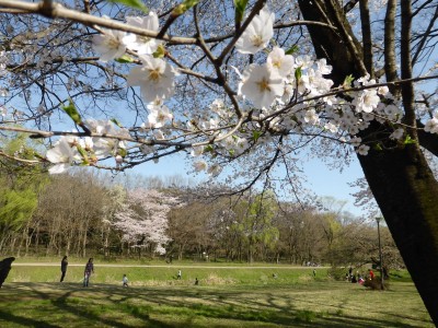 家路春の例会（要はお花見）会場の下見です