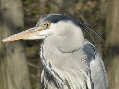 野川公園：2015年3月