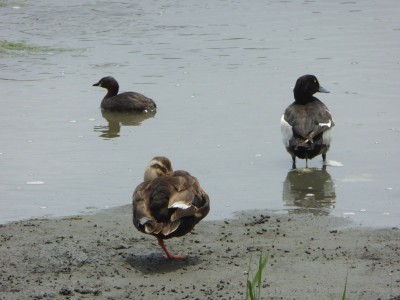 左からカイツブリ、カルガモ、キンクロハジロ