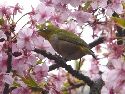 河津さくらの蜜を吸うメジロ