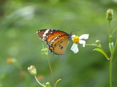 伊芸海浜公園で見たカバマダラ