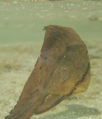 枯葉に擬態したナンヨウツバメウオの幼魚