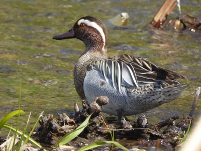 ちょっと珍しい野鳥シマアジ