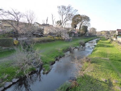 桜五分咲きの野川