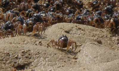 大浦湾干潟のミナミコメツキガニ