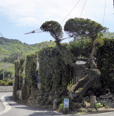 巨大なヤンバルクイナ植え込みのお出迎え