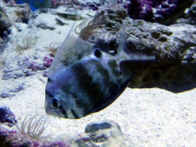 美ら海水族館初登場の珍魚ヒメクサアジ