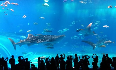 美ら海水族館　黒潮の海大水槽