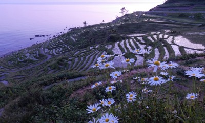 白米千枚田の朝焼け