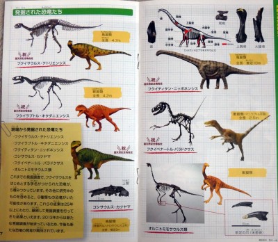 発掘された恐竜たち（野外恐竜博物館パンフレットより）