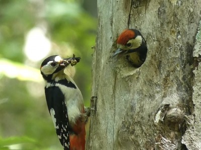 幼鳥に給餌するアカゲラのオス