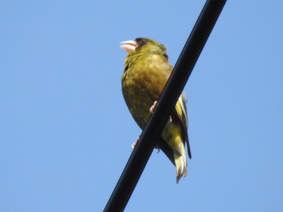 電線でさえずるカワラヒワ