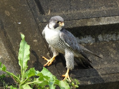 獲物を見つめるハヤブサ：金武町（沖縄）田芋畑の用水路